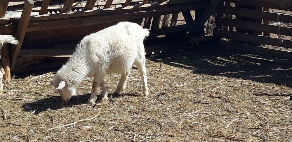 Козы породы заанен