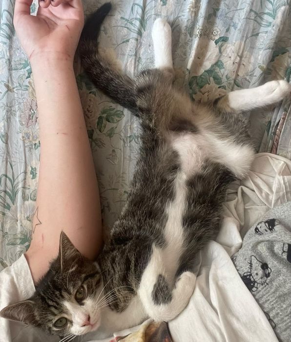 Două pisici adorabile pentru adopție – Brașov | Motan 1 an + pisicuță 5 luni
