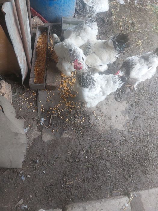 Vând găini rasa Brahma ,un cucoș și patru găini (foarte frumoase )