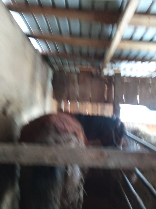 Продам Тай ургашы