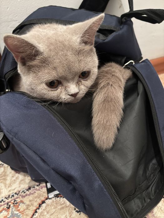 британская кошка