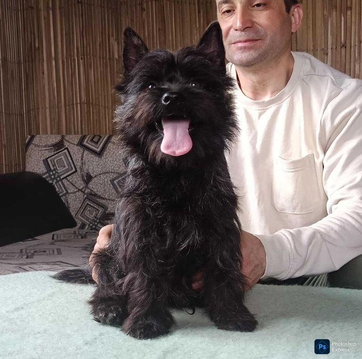 Cairn terrier mascul