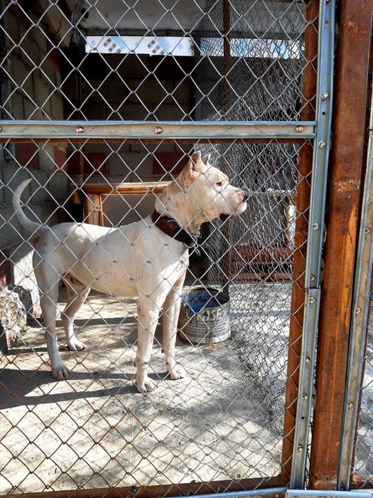 Стаффордширский терьер  вязка