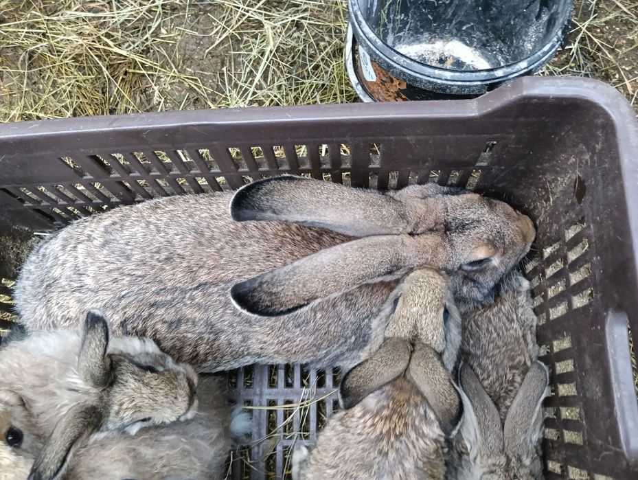 Iepuraș de vânzare