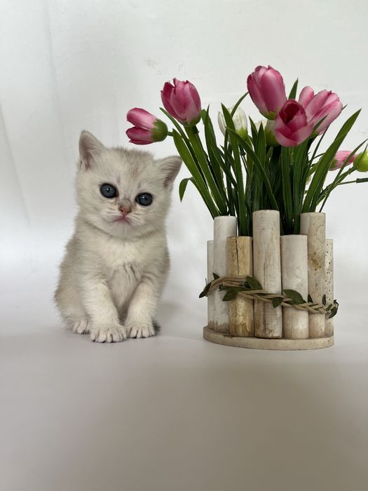 Продаются котята , mushuk sotiladi