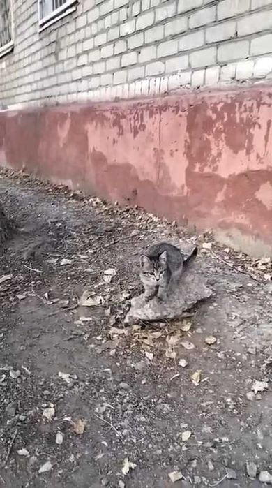 Котенку нужен дом! Срочно!