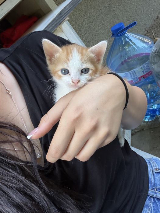 Подарявам бебе котета