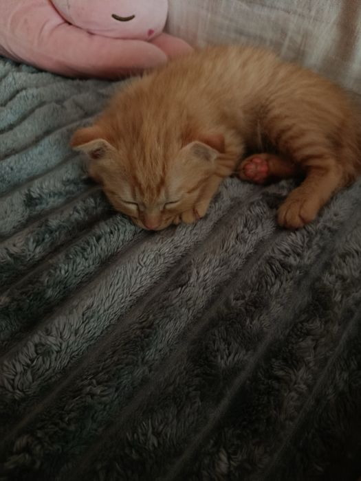 Котята бесплатно