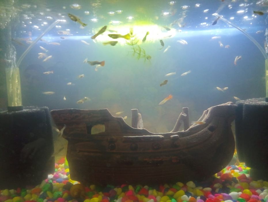 Новый уютный аквариум