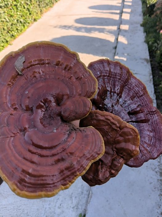 Ganoderma aplanatum ,reishi si coada curcanului
