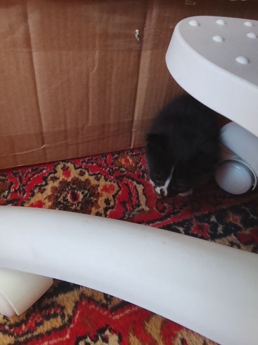 Котята черные белые