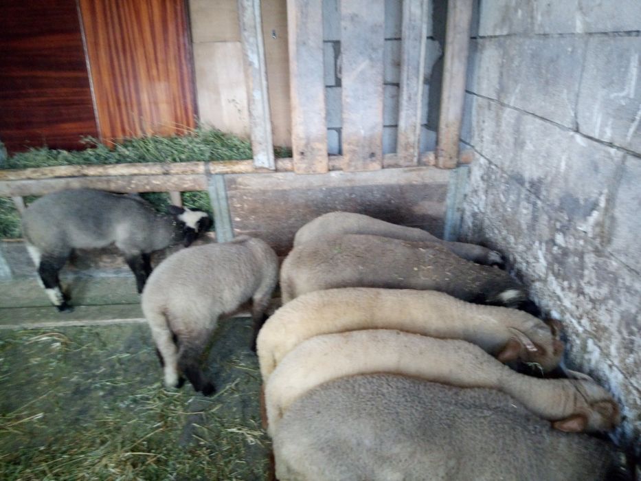 Oi tinere de vânzare