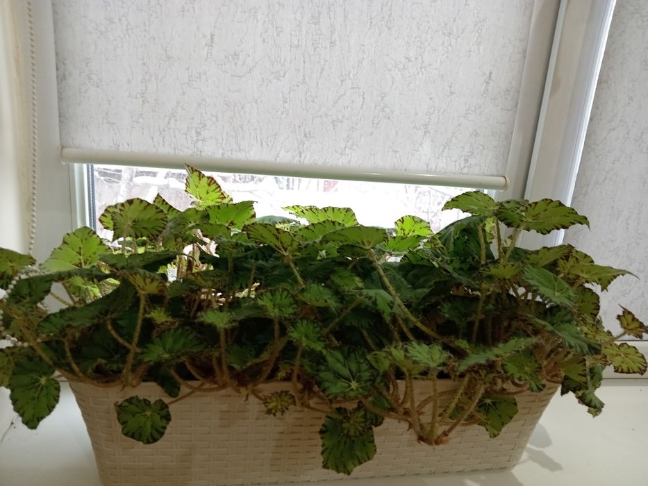 Цветы комнатные ОБМЕН