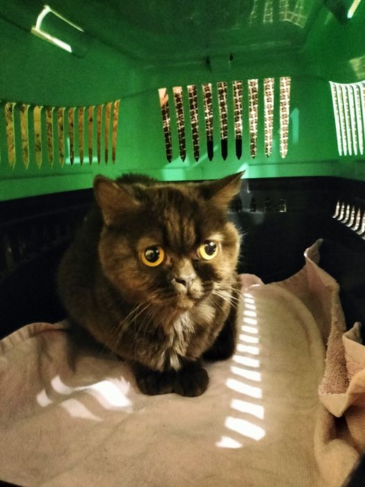 Отдам в добрые кошечку