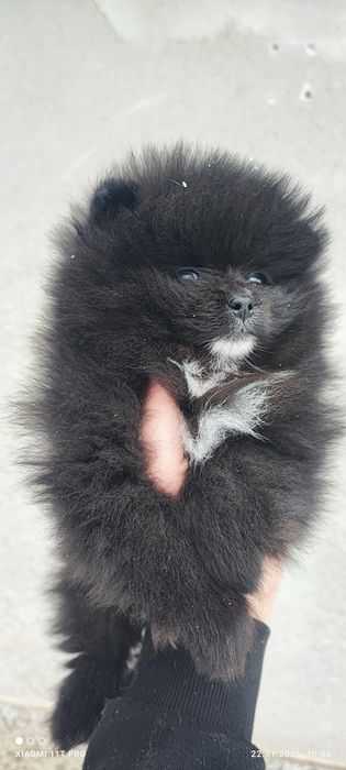 Померан,померанче