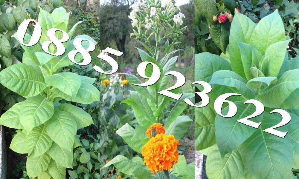 Био Разсад Домат Люти Чушки Чери Домати Тютюн Стари Селски Сортове