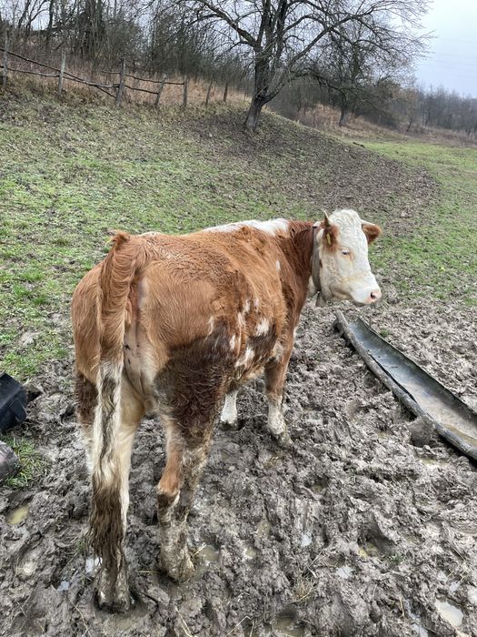 Vând Vita vârsta 1 an si 8 luni