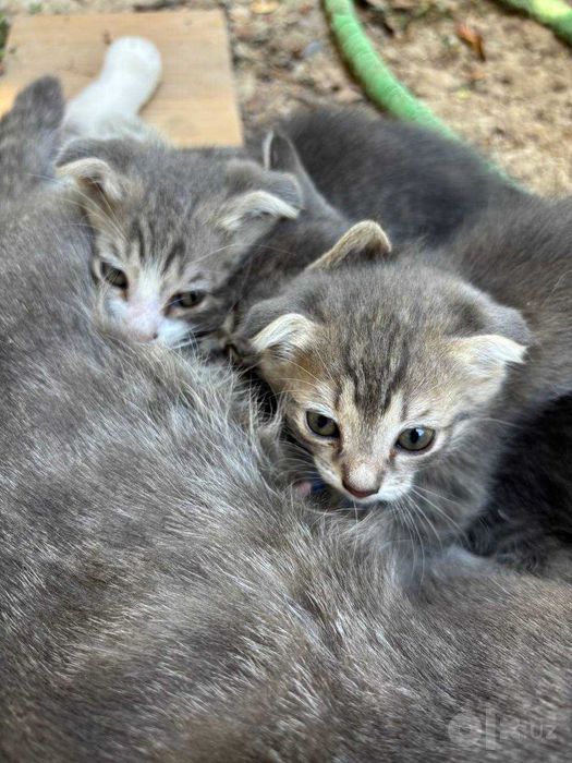 Вислоухие котята