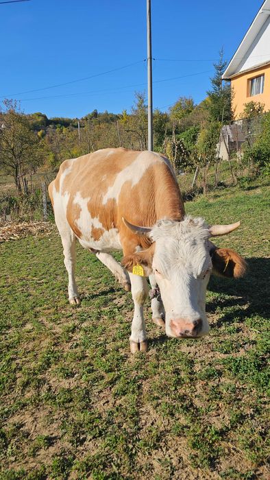Vaca de vânzare