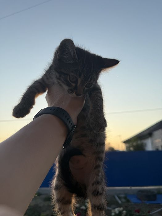 Отдам котят в добрые руки