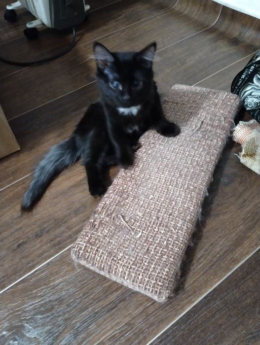 Ищем добрые ручки.