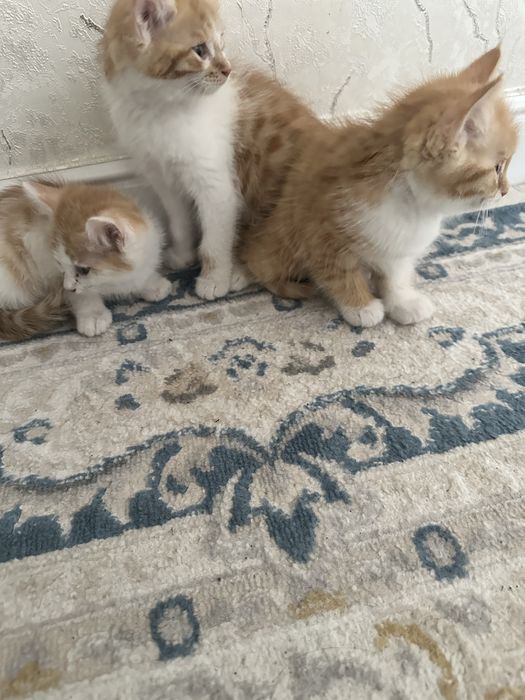отдам котят в хорошие, добрые руки