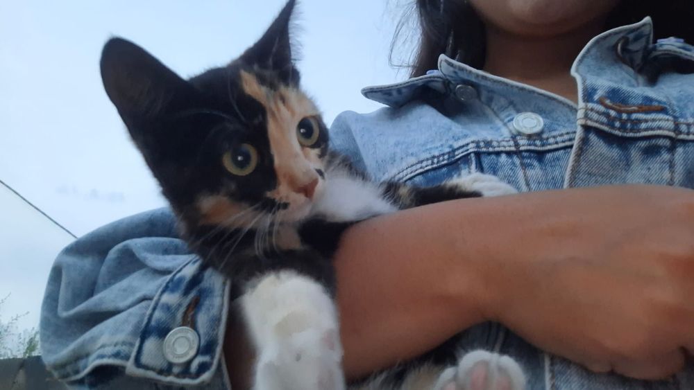Котята бесплатно