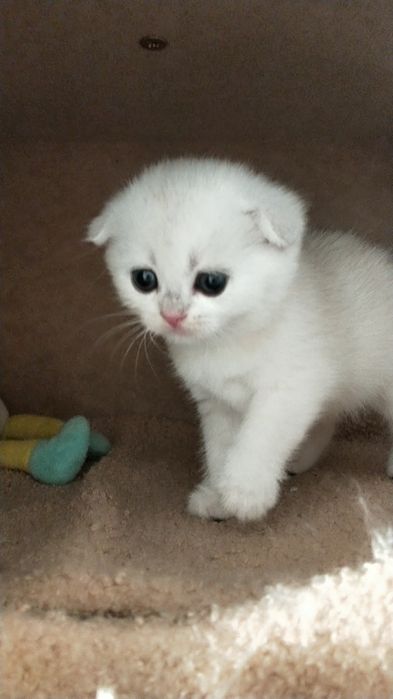 Продам серебристая шиншилла