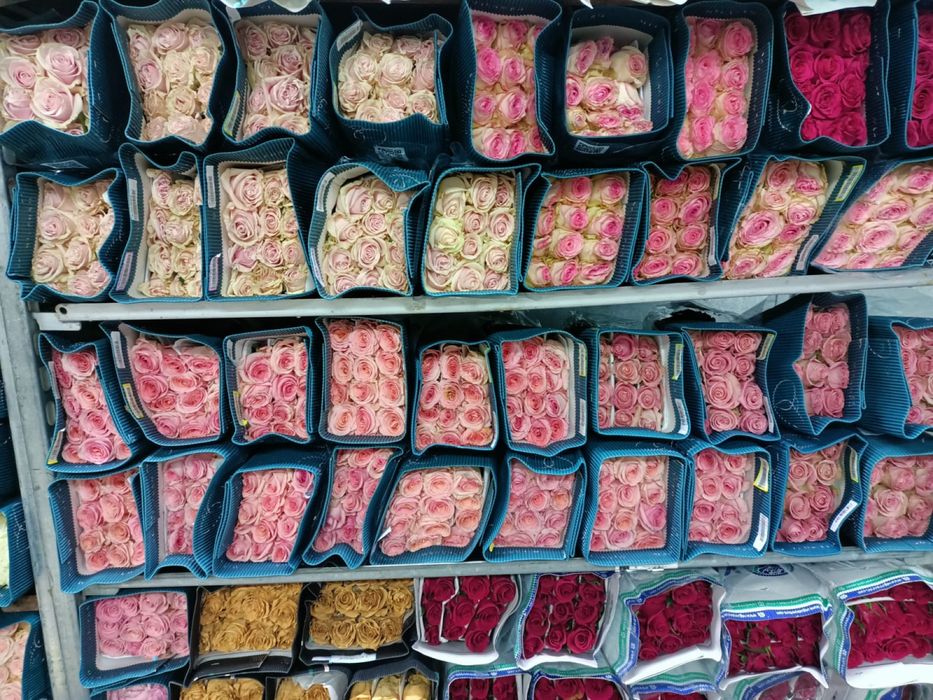 Оптом Розы Голландия 50см до 120см