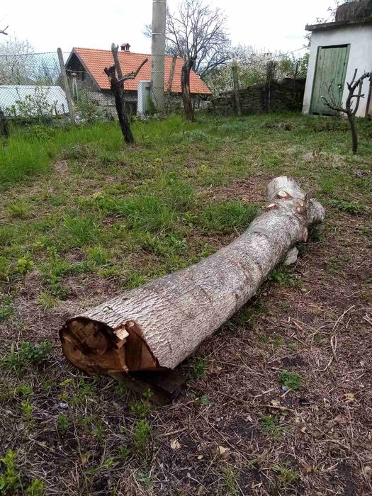 Орехови трупи от 30 до 60см.