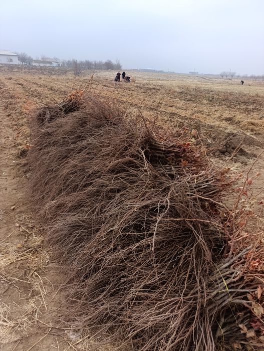 Qora kishmish va gigant uzum ko'chatlari