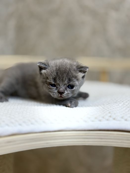 Britanskimedvejonki prodayotsa