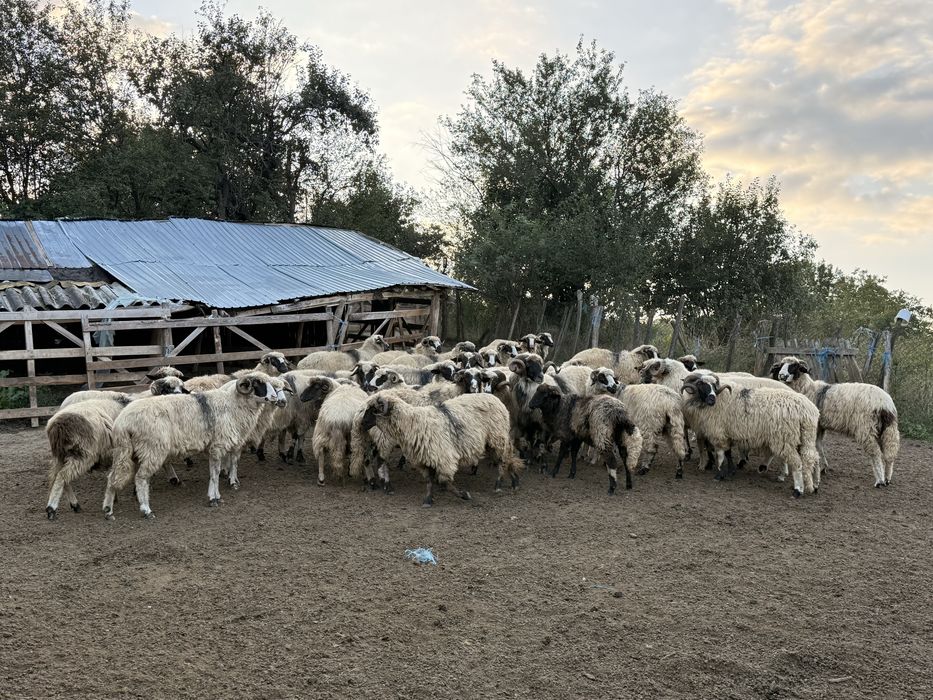 Vand 30 de oi breze si 4 berbeci