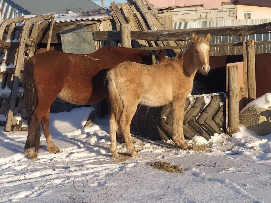 Жабагы сатылады еркек