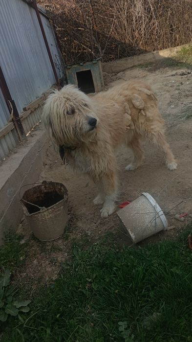 собака одам в харошие руки