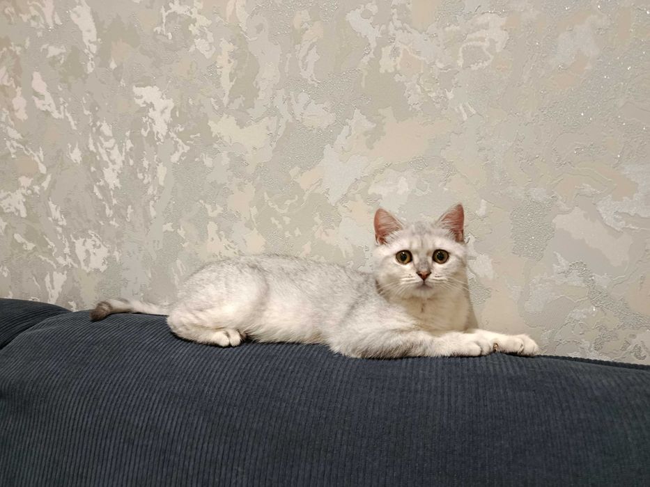 Srochno! Arzonga! Shinshilla serebristaya. Sotiladi. Продается