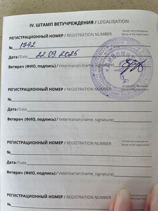 Мейн-кун  кошка белый цвет