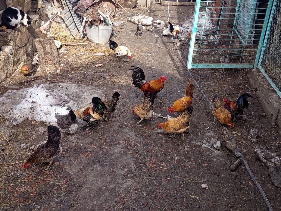 Карликовые куры г. Талгар