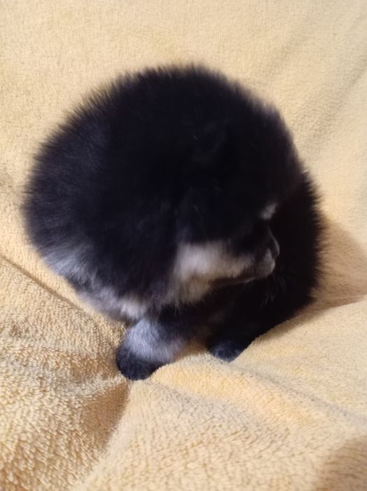 Продам щенка шпица