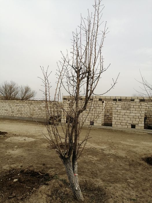 Груша талы бар тегин