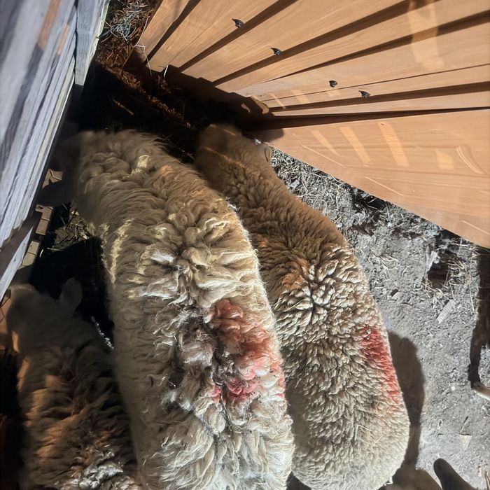 Қой семіз тоқты қошақандар