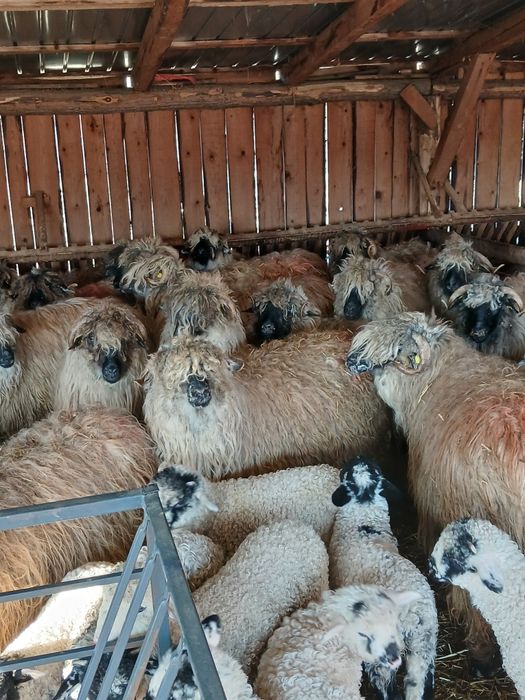 40 de oi cu miei si 10 carlane disponibile