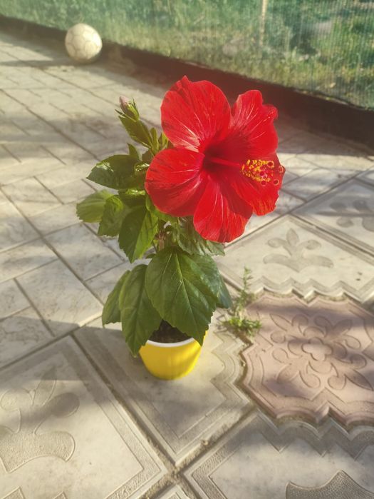 Продам цветок, гибискус, китайская роза