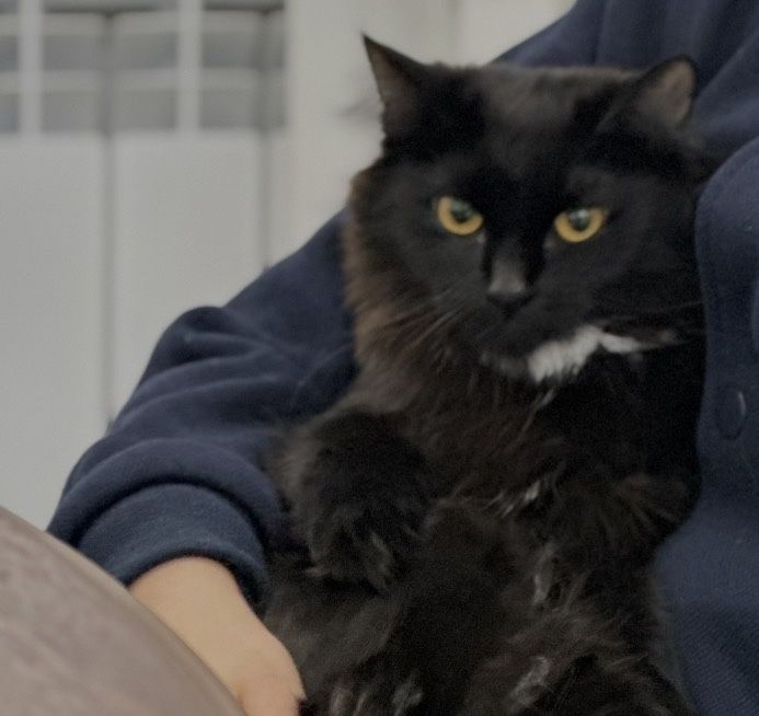 Отдам в добрые руки кошку  2 года