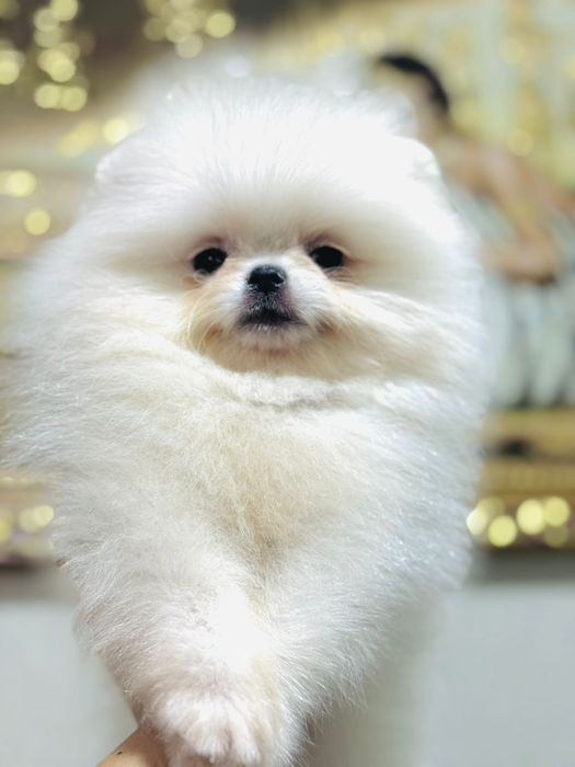 Шпицы мальчики и девочки