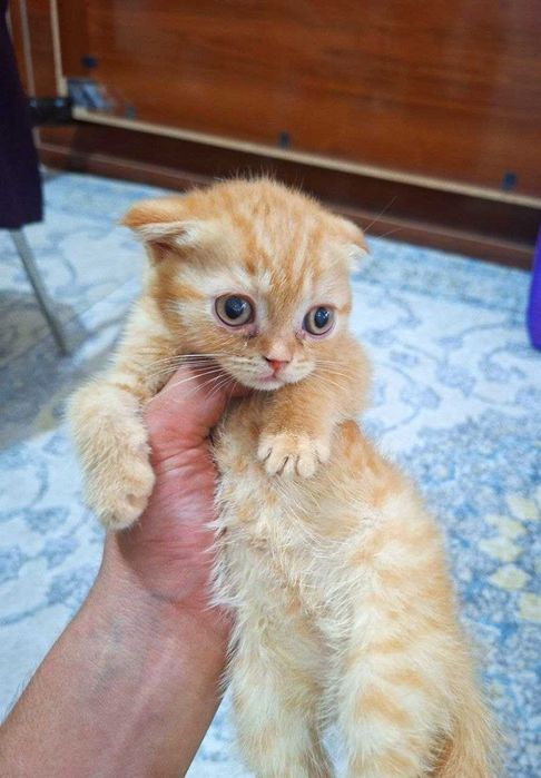 Вислоухая вислоухи(й)(е) котёнок кошк(а)(и) шотландски(е)(й) шотлан