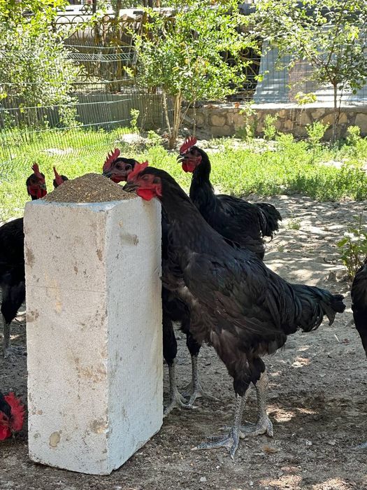 Хорозлар сотилади