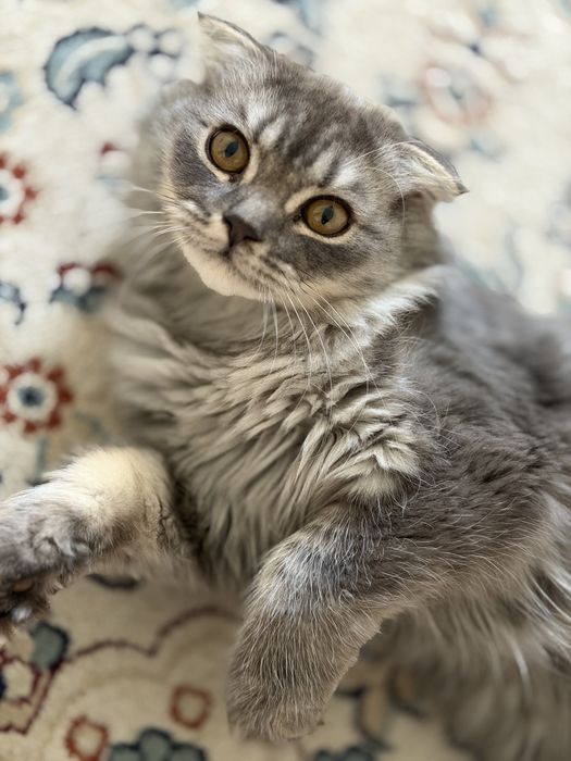 Отдам даром кошку