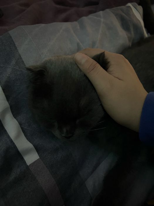 Отдам кошку в хорошые руки ‼️писать на вац только