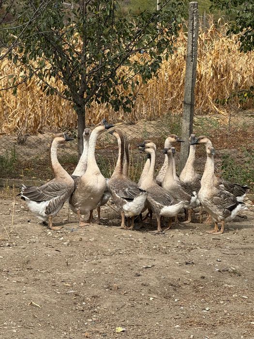 Gâște și Gâscani chinezești! Promoția 2025!